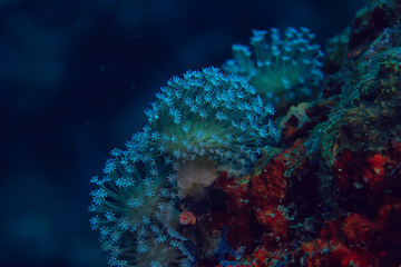 coral reef macro / texture, abstract marine ecosystem background on a coral reef