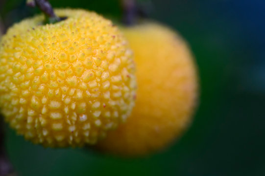 รูปภาพArbouse – เลือกดูภาพถ่ายสต็อก เวกเตอร์ และวิดีโอ169 | Adobe Stock