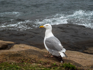 Seagull in Close up View at Atlantic Ocean