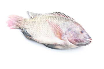 raw tilapia fish on white background 