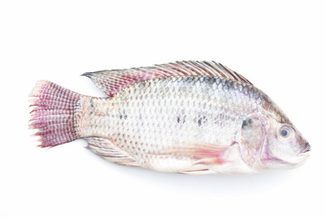 raw tilapia fish on white background 