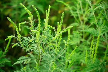 Green plant with blurry background. Beauties of nature. Green plant background.