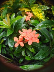 flowers in the garden