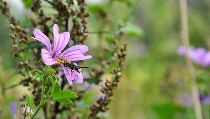European common Wasp (Vespula vulgaris) is sitting on a purple Malva sylvestris flower. Wasp covered with pollen. Macro panoramic photography of insects
