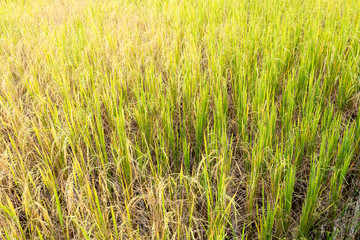 Paddy rice in field in rainy season.