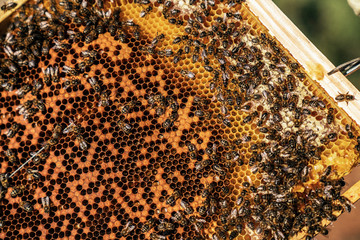 Beekeeper working collect honey