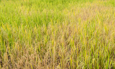 Paddy rice in field in rainy season.