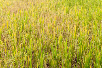 Paddy rice in field in rainy season.