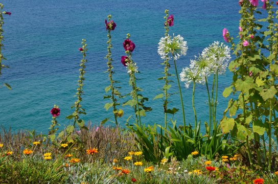  Hollyhock and agapanthus (roses tr&eacute;mi&egrave;res et agapanthes) Brittany, France