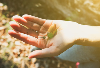 Acorns in the hands. Autumn forest with yellow leaves. Old oak. Seasonal concept.