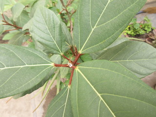 Green leaf and red stem 