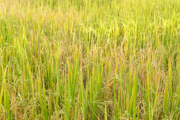 Paddy rice in field in rainy season.