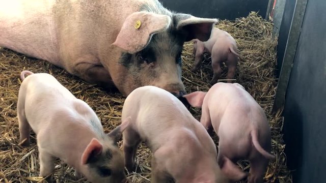 A group of piglets with their mother, playing in straw on a farm | Edinburgh, Scotland | HD at 60 fps