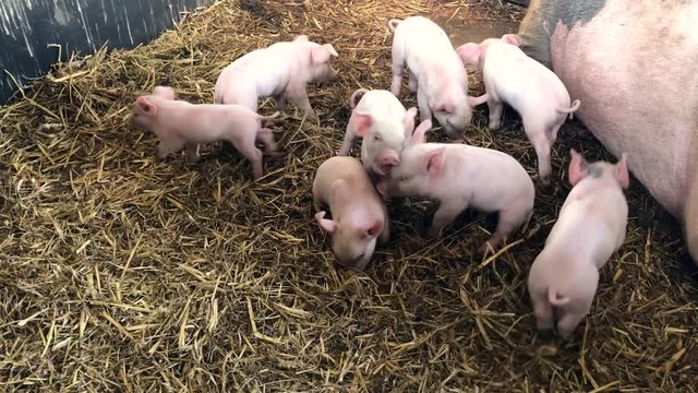 A group of piglets with their mother, playing in straw on a farm | Edinburgh, Scotland | HD at 60 fps