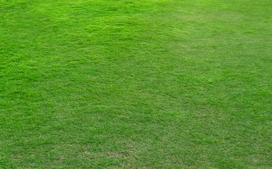 Green grass pattern and texture for background.