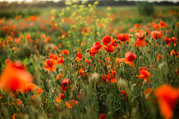 Poppy field close-up, blooming wild flowers in the setting sun. Red green background, blank, wallpaper with soft focus.