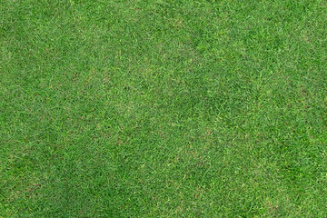 Plakat Green grass pattern and texture for background.