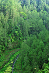 Obraz premium Pine trees at Kali Kuning near Merapi Volcano, Yogyakarta, Indonesia.