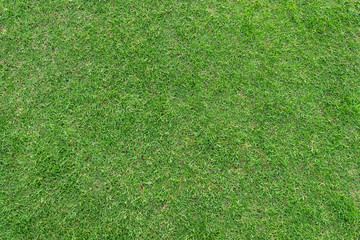 Fototapeta na wymiar Green grass pattern and texture for background.
