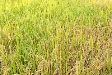 Paddy rice in field in rainy season.