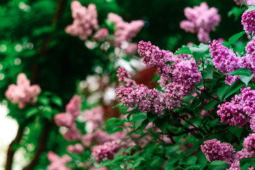 purple flowers in the garden