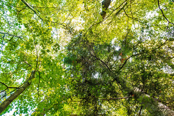 Sunlight goes through green forest Sunny Day.