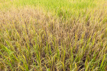 Paddy rice in field in rainy season.
