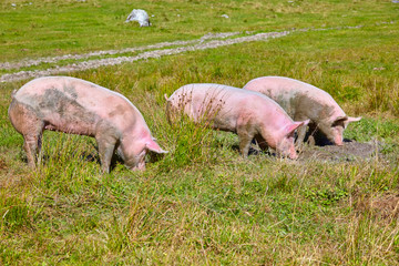 Happy domestic pigs on the meadow. © Composer