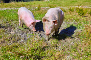 Happy domestic pigs on the meadow.