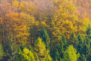The plateau of Cansiglio
