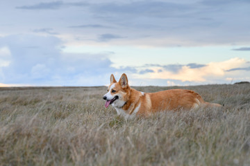 chien corgi