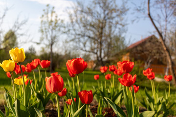 Red and yellow tulips on a green background