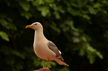 seagull on post