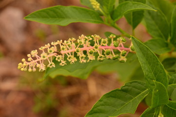 green leaves of a tree