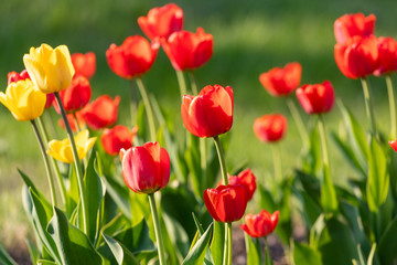 Fototapeta na wymiar Red and yellow tulips on a green background