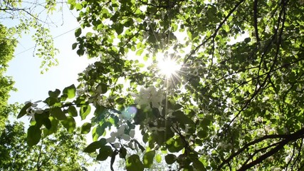 sunbeams in the apple blossom tree branch