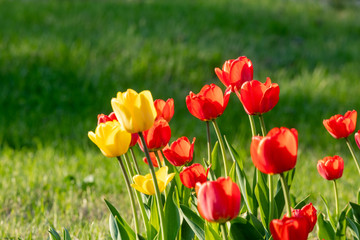 Obraz premium Red and yellow tulips on a green background