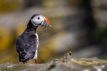 Portrait of  a Puffin with fish at the Isle of May