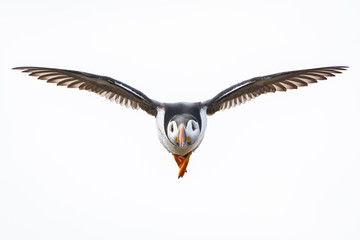 Flying Puffin at the Isle of May