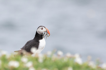 Portrait of  a Puffin with fish at the Isle of May
