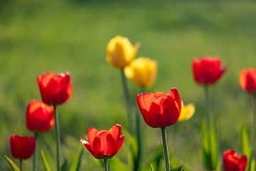 Plakat Red and yellow tulips on a green background