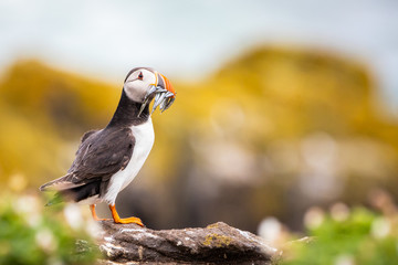 Portrait of  a Puffin with fish at the Isle of May