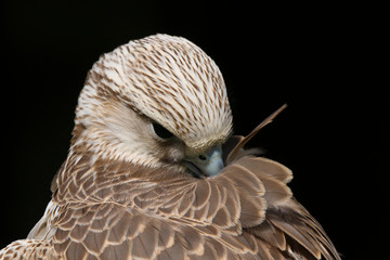 Close up head and shoulders portrait of a Saker Falcon (falco cherrug) bird of prey isolated against a black background