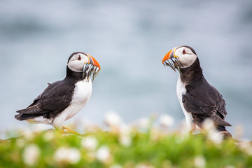 Puffins with fish at the Isle of May
