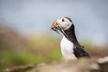 Portrait of  a Puffin with fish at the Isle of May