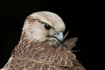 Close up head and shoulders portrait of a Saker Falcon (falco cherrug) bird of prey isolated...