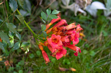 Amerikanische Klettertrompete- Blüten