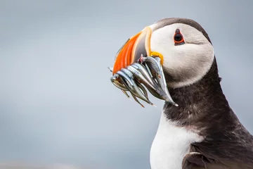 Vitrage gordijnen Papegaaiduiker Portrait of  a Puffin with fish at the Isle of May