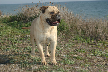 Portrait head Female bullmastiff  color red dog pure breed near to the sea