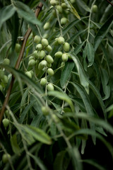 branch with green leaves and berries